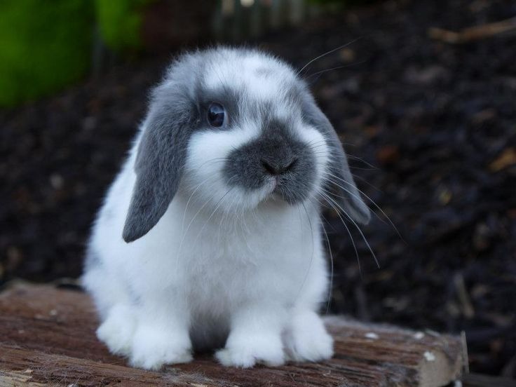 خرید خرگوش لوپی آنلاین