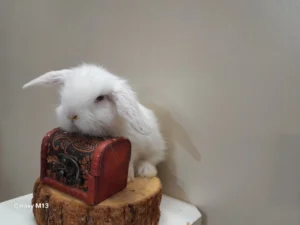 خرگوش لوپ هلندی سفید ترکیش