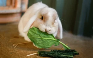 بهترین غذا برای خرگوش لوپ 
