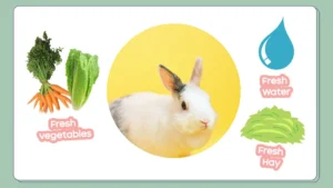 تاثیر تغذیه بر افزایش عمر خرگوش