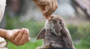 تربیت خرگوش لوپ