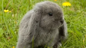 خرگوش لوپ چیست 