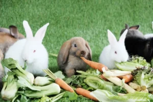 سبزیجات یکی از بهترین غذاها برای خرگوش‌ها 