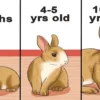 طول عمر خرگوش چقدر است؟