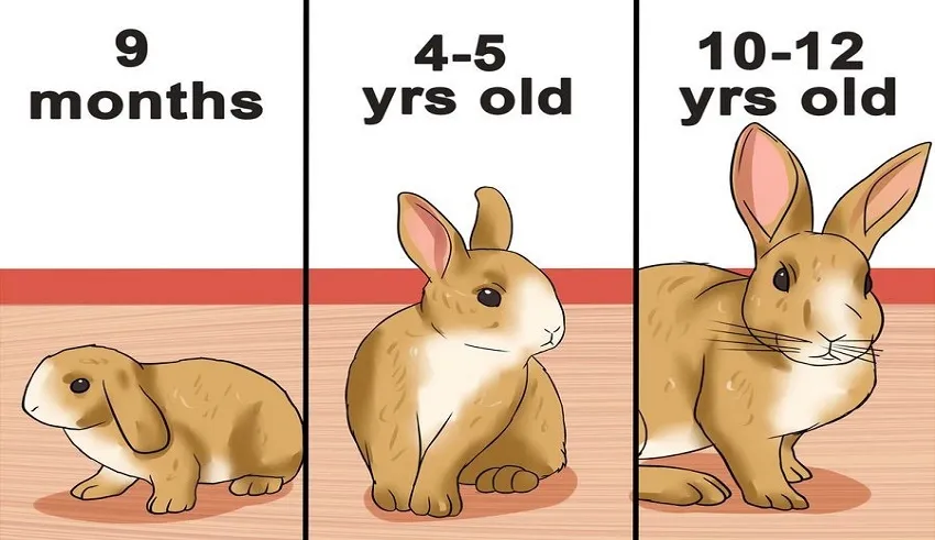 طول عمر خرگوش چقدر است؟