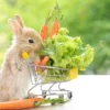 غذای خرگوش چیست