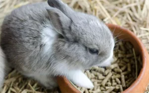 غذای مناسب خرگوش چیست؟ 