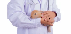 نقش سلامت بر طول عمر خرگوش لوپ 