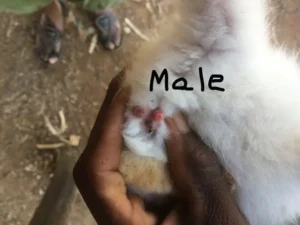 تشخیص جنسیت خرگوش