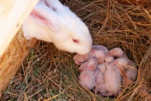 راهنمای بارداری خرگوش