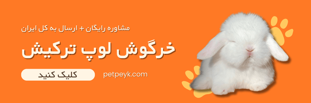 خرید خرگوش ترکیش